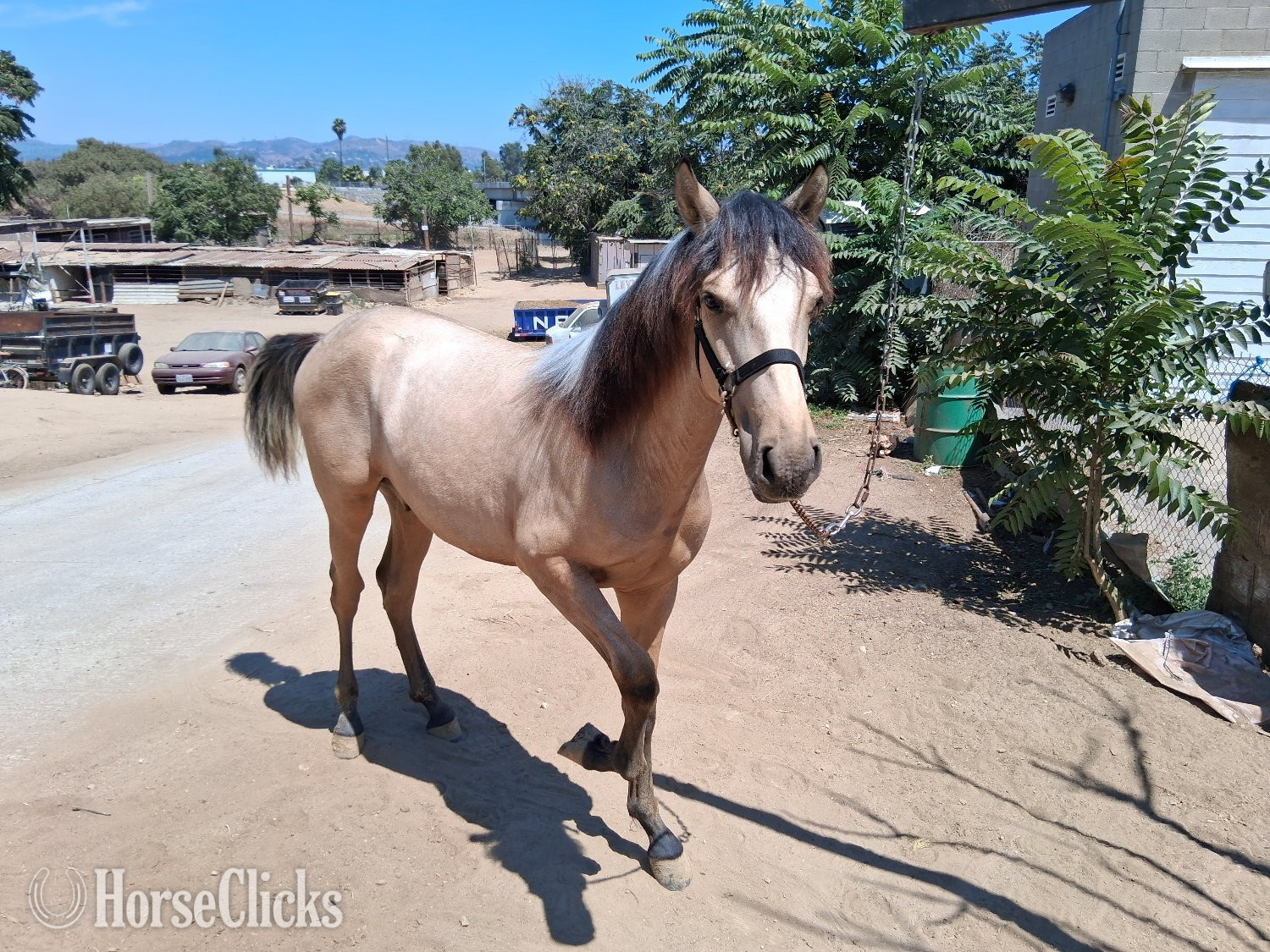 Andalusian - "Macchiato " Buckskin Colt Andalusian in California