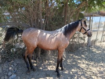 "Macchiato " Buckskin Colt Andalusian