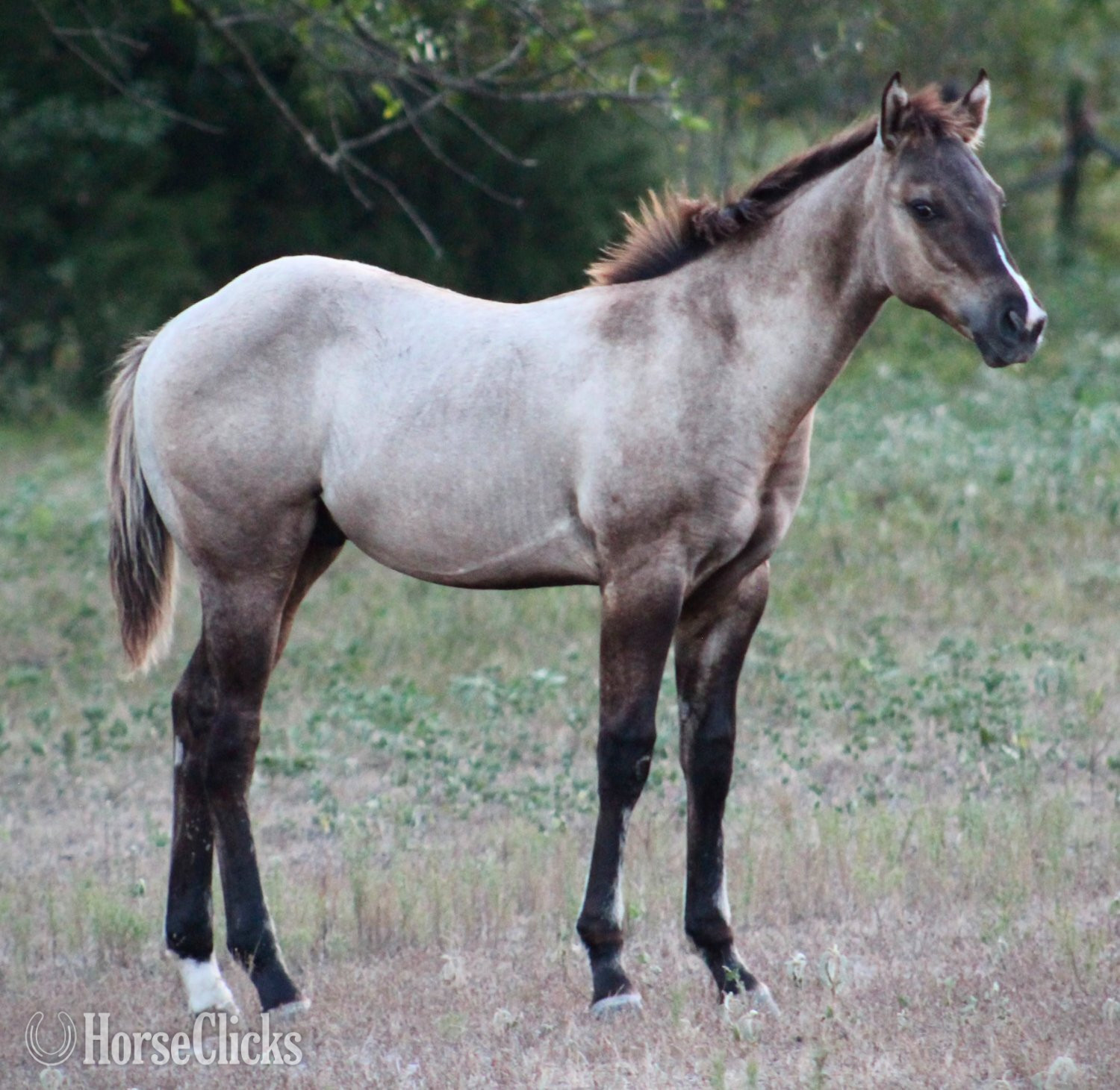 "ALL DUN IN SILVER X SHINING C DUN SPLASH" Grullo Colt Quarter Horse in Texas