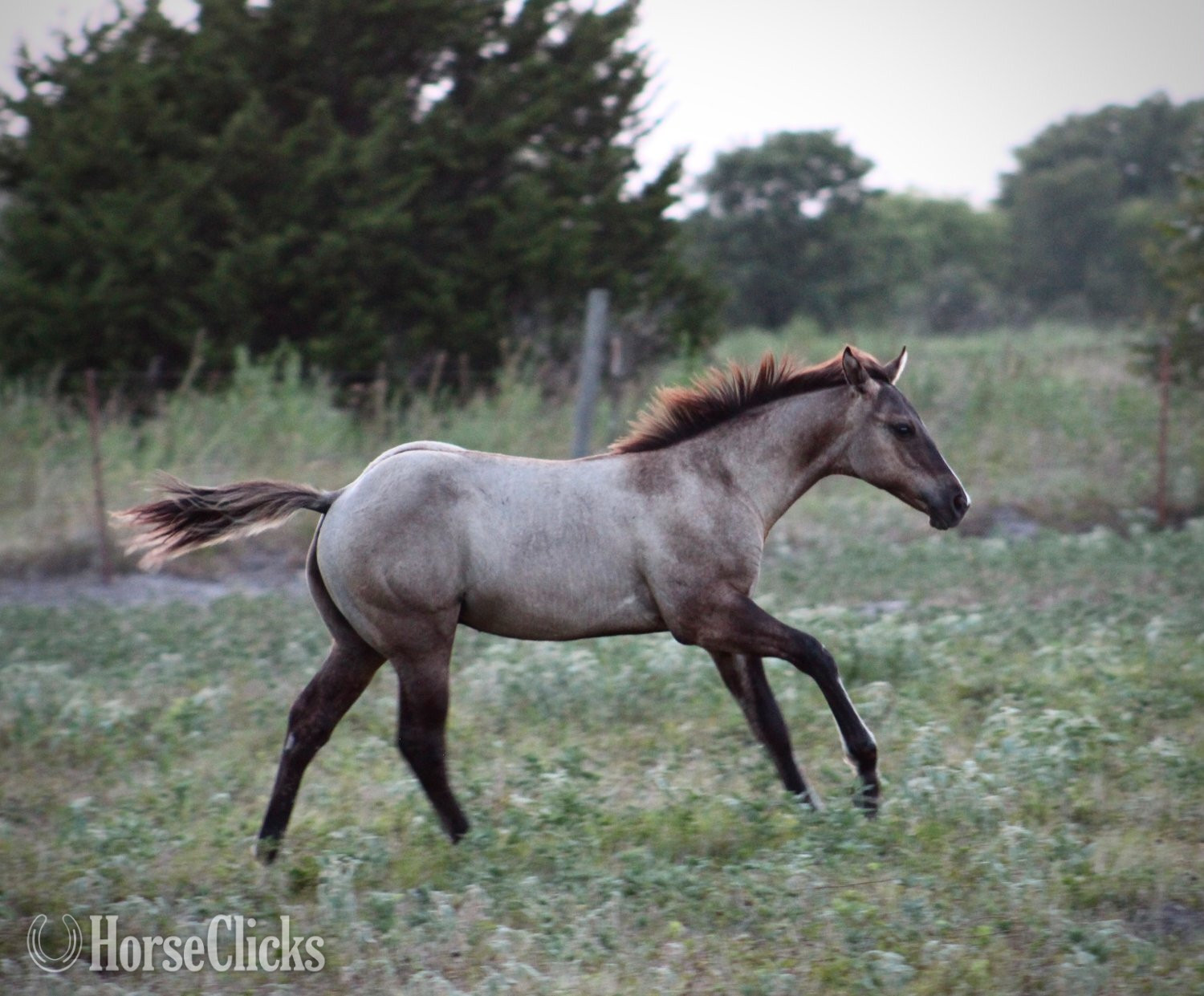 "ALL DUN IN SILVER X SHINING C DUN SPLASH" Grullo Colt Quarter Horse