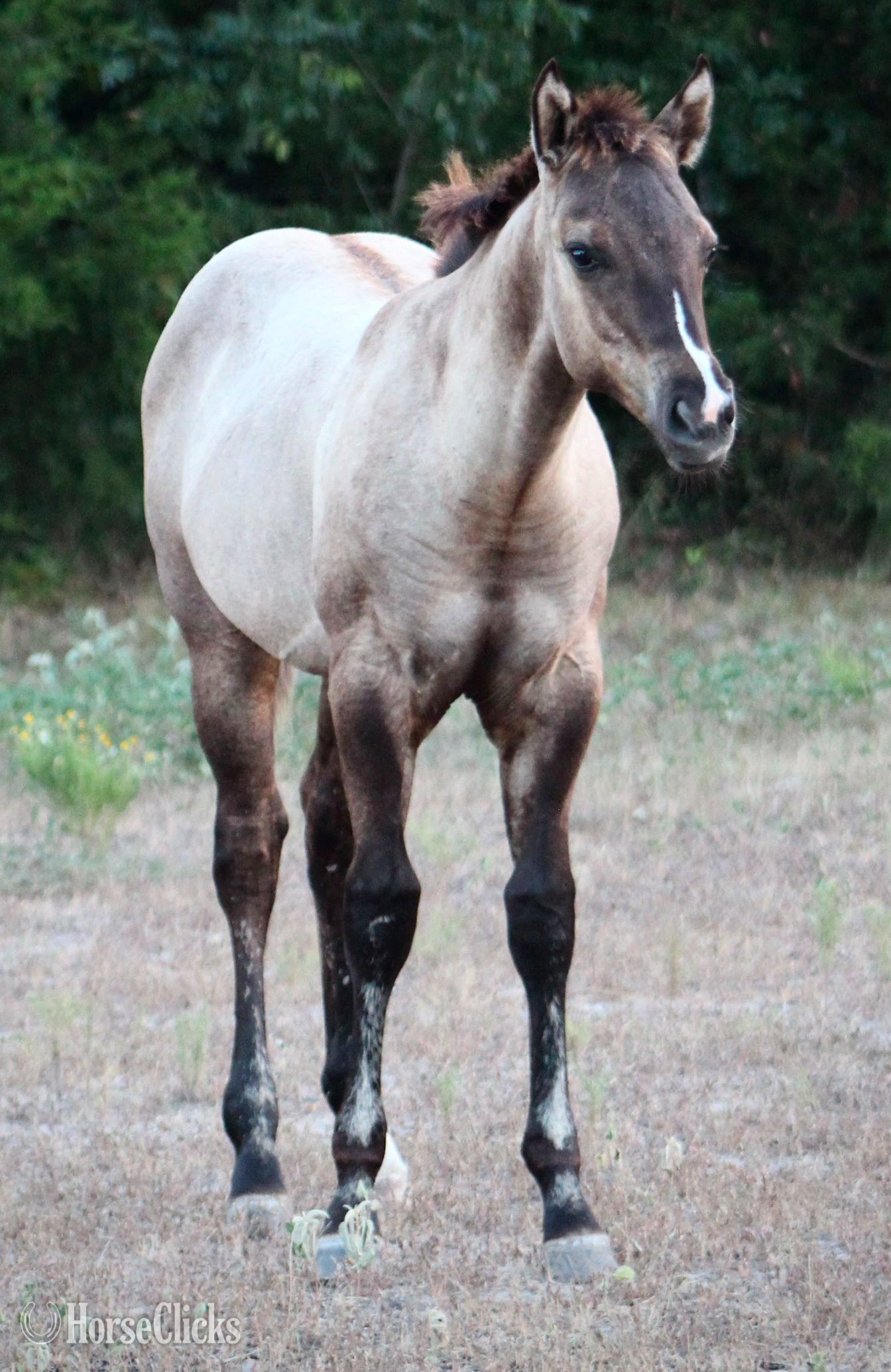 Texas "ALL DUN IN SILVER X SHINING C DUN SPLASH" Grullo Colt Quarter Horse