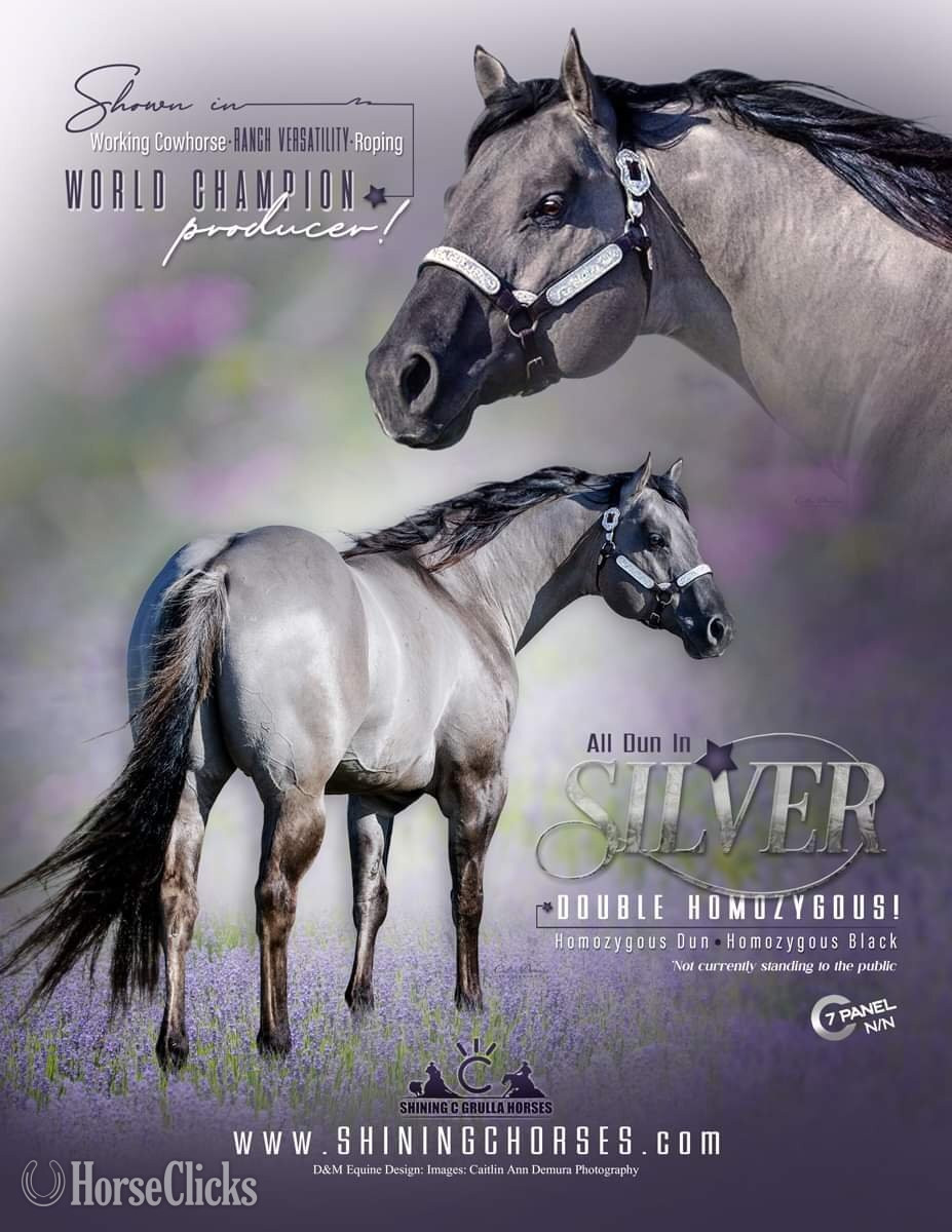 "ALL DUN IN SILVER X SHINING C DUN SPLASH" Grullo Colt Quarter Horse - Quarter Horse in Texas
