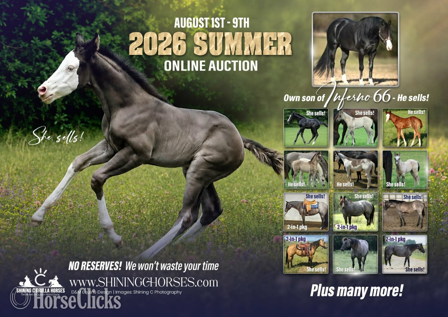 "ALL DUN IN SILVER X SHINING C DUN SPLASH" Grullo Colt Quarter Horse - Quarter Horse