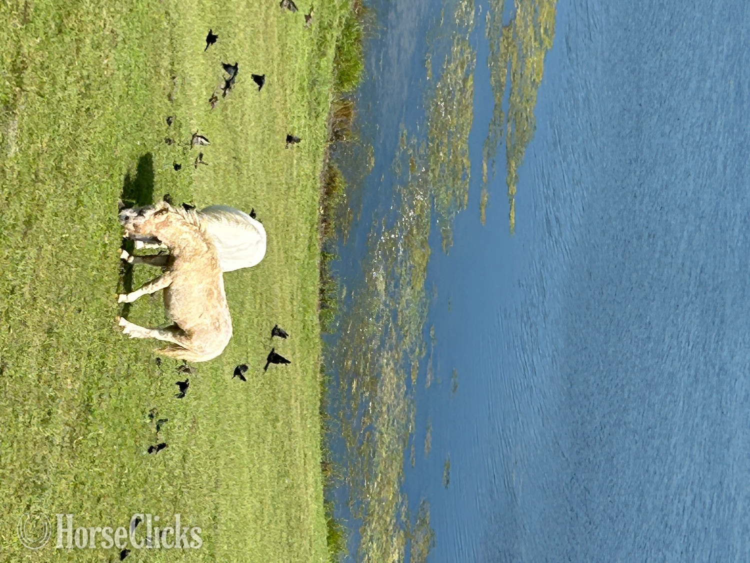 "Lightening" White Colt American Miniature - American Miniature in 