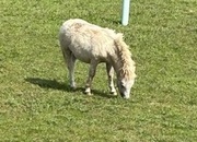"Lightening" White Colt American Miniature