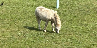 "Lightening" White Colt American Miniature