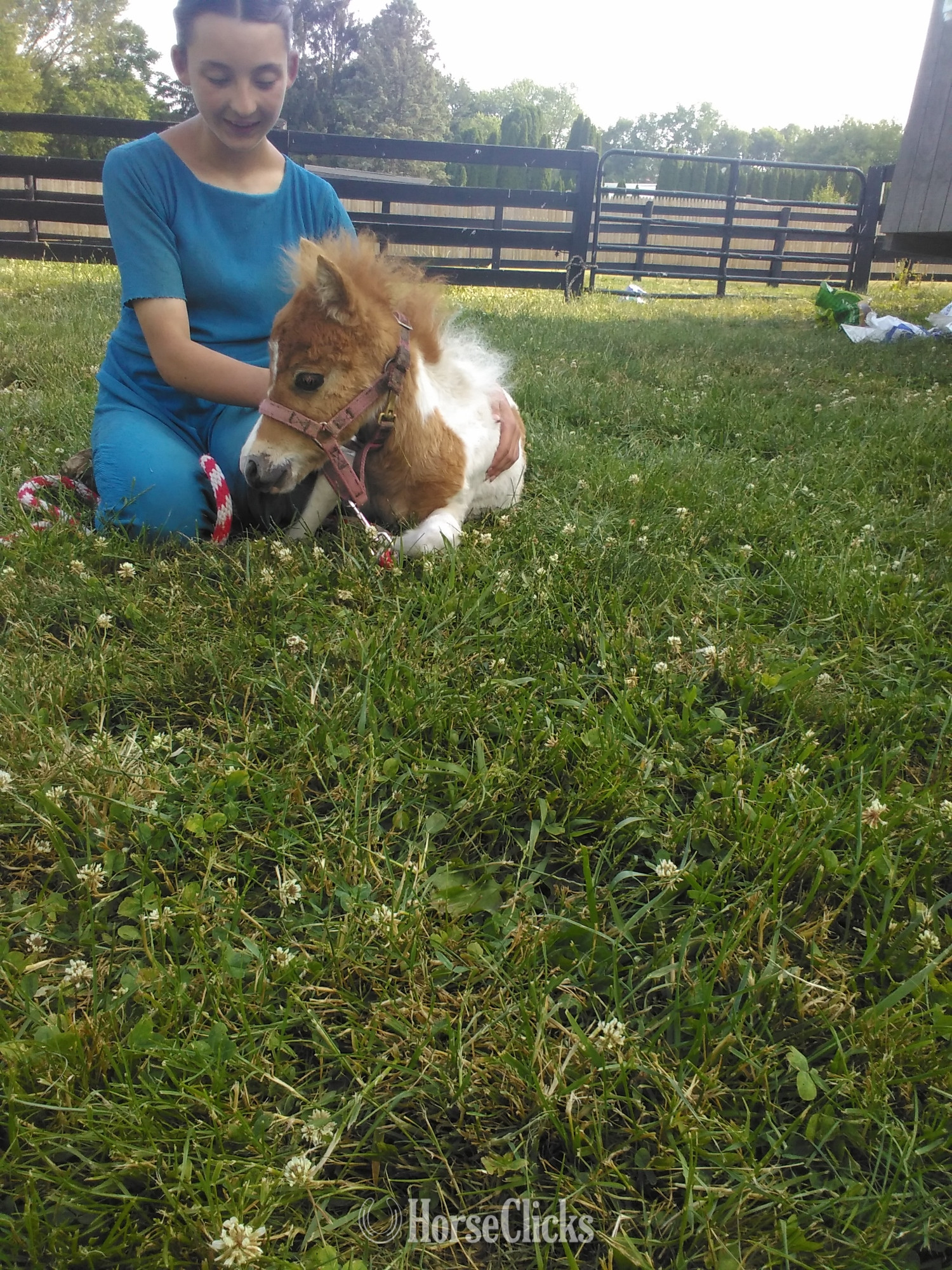 "Frisker"  Colt Pony