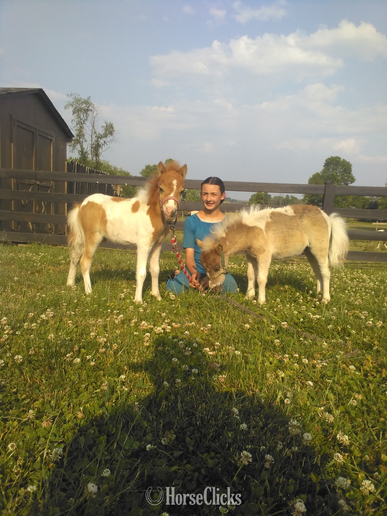 "Frisker"  Colt Pony - Pony in Pennsylvania