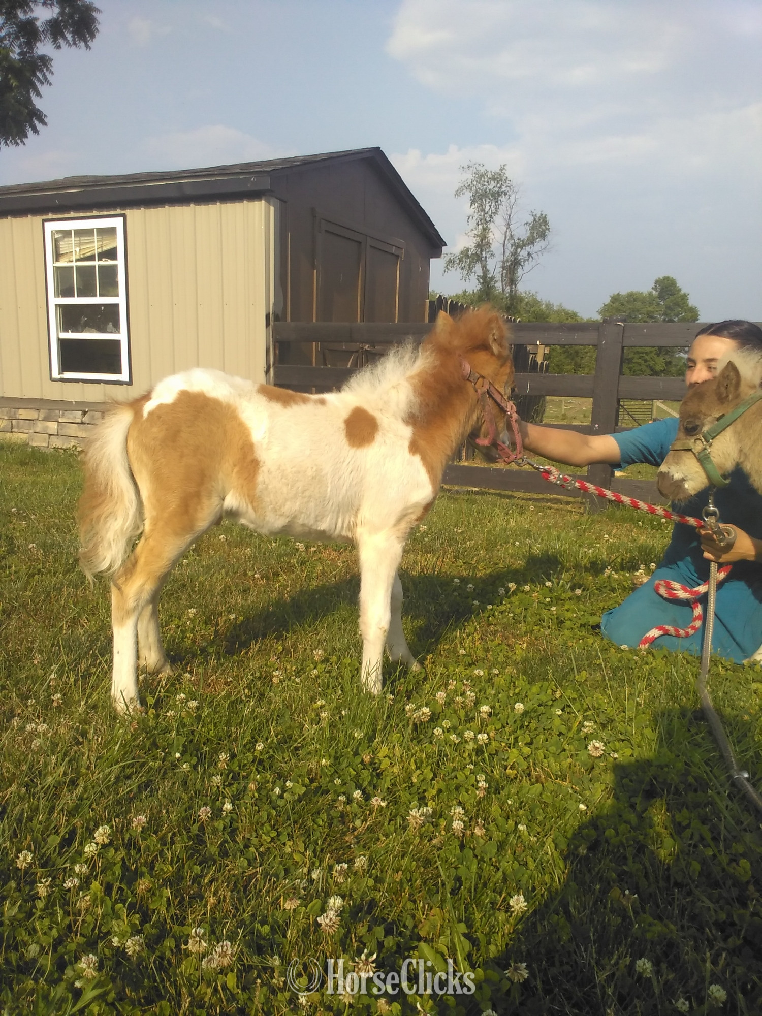 "Frisker"  Colt Pony - Pony