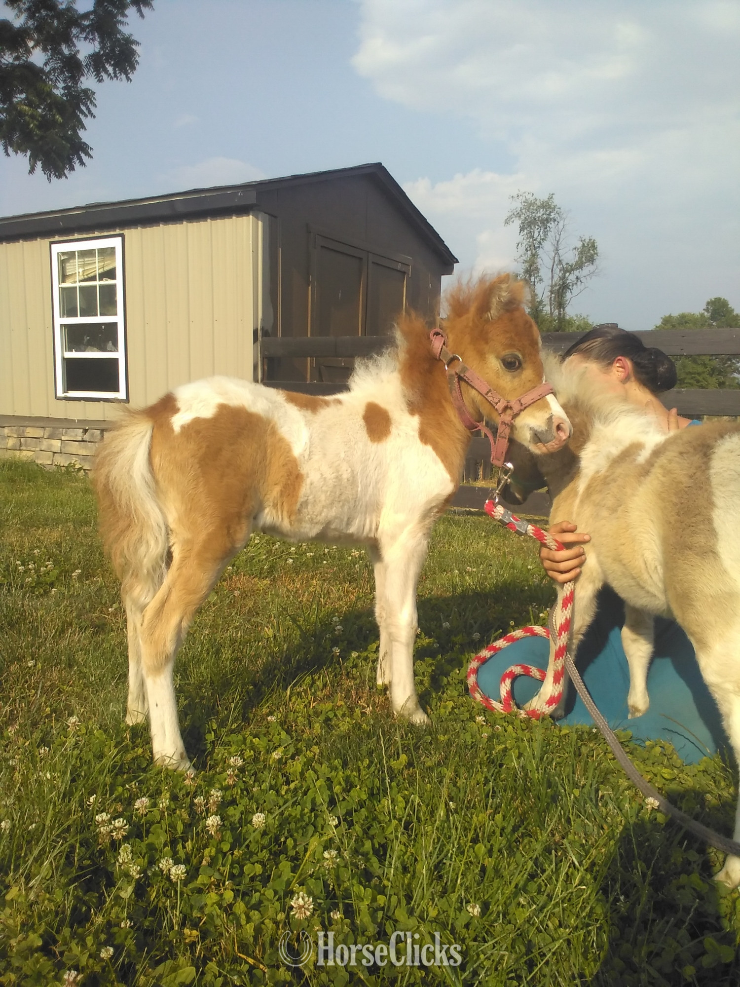 "Frisker"  Colt Pony Pennsylvania