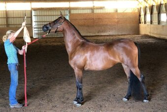 "Vivian HWF" Bay Mare Arabian