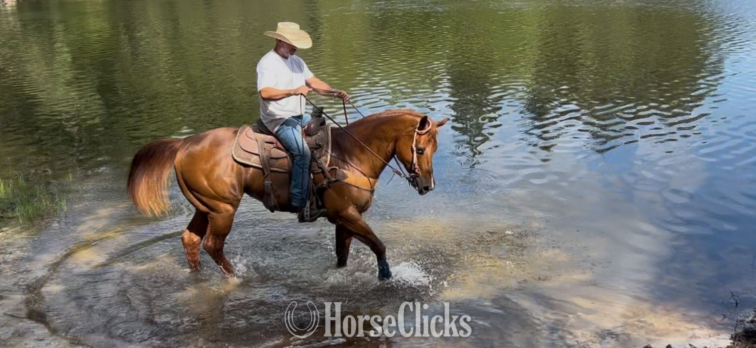 "Mike Tyson " Sorrel Gelding Quarter Horse in Florida