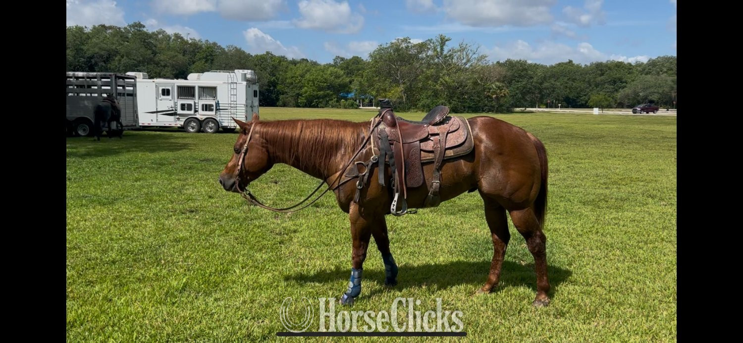 "Mike Tyson " Sorrel Gelding Quarter Horse