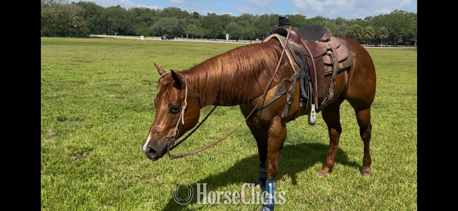 Florida "Mike Tyson " Sorrel Gelding Quarter Horse