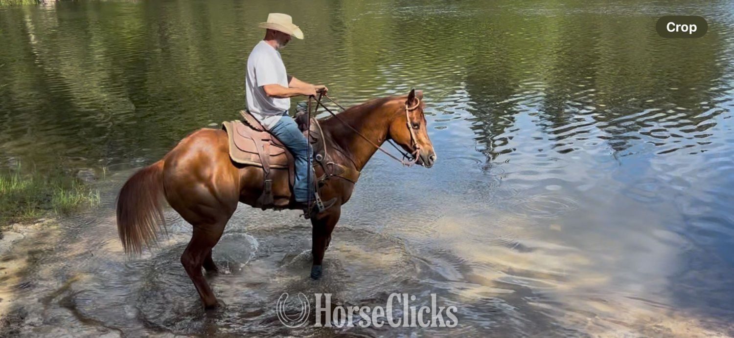 "Mike Tyson " Sorrel Gelding Quarter Horse - Quarter Horse in Florida