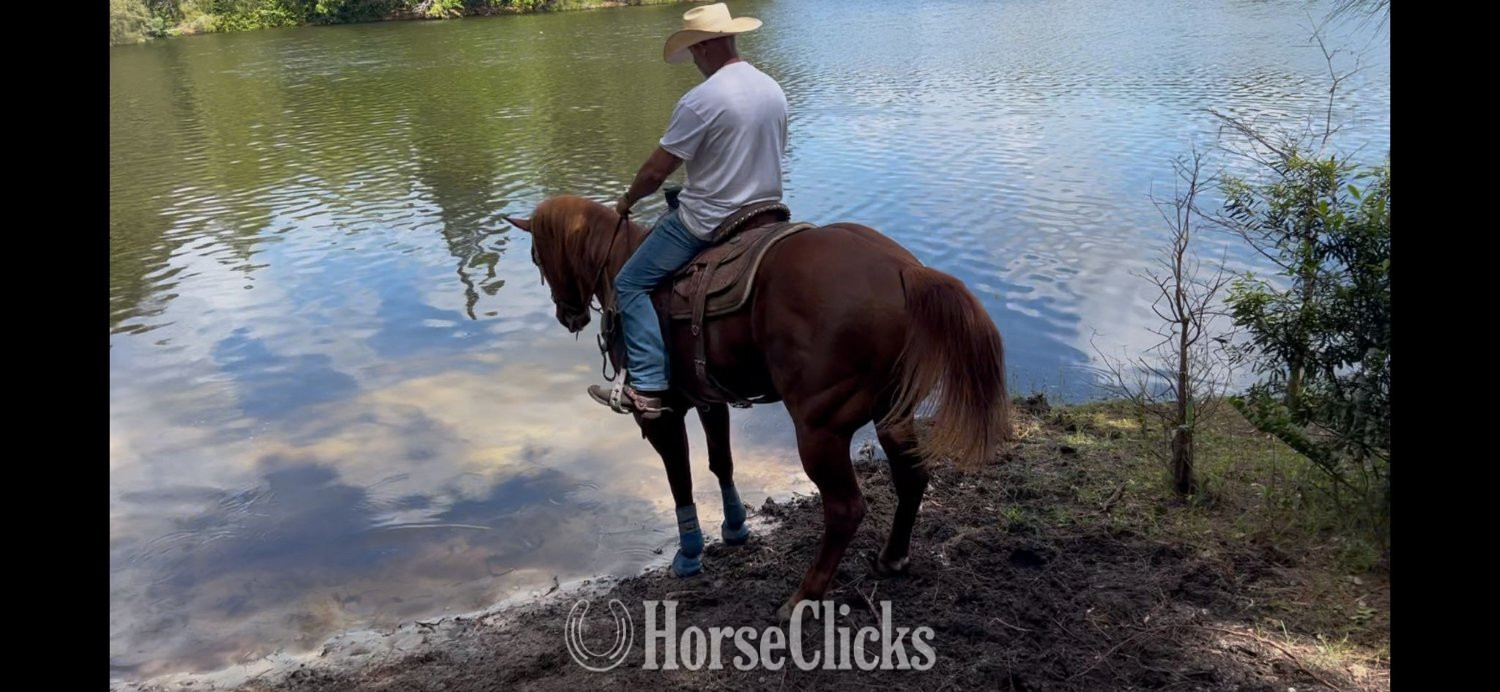"Mike Tyson " Sorrel Gelding Quarter Horse - Quarter Horse