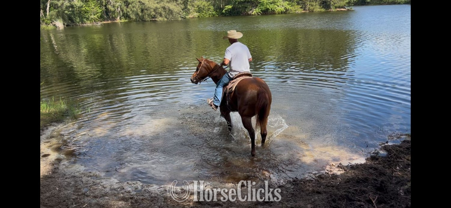 "Mike Tyson " Sorrel Gelding Quarter Horse Florida