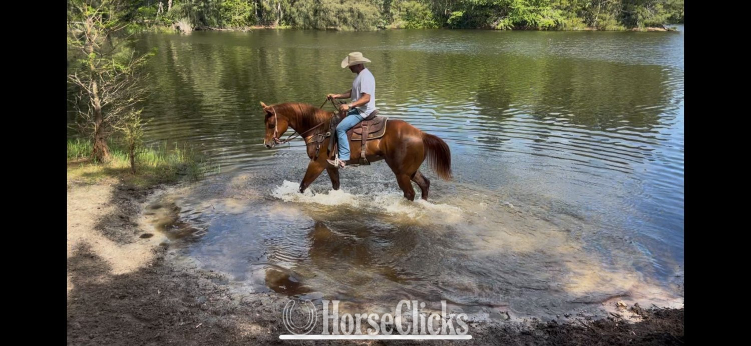 Quarter Horse - "Mike Tyson " Sorrel Gelding Quarter Horse in Florida
