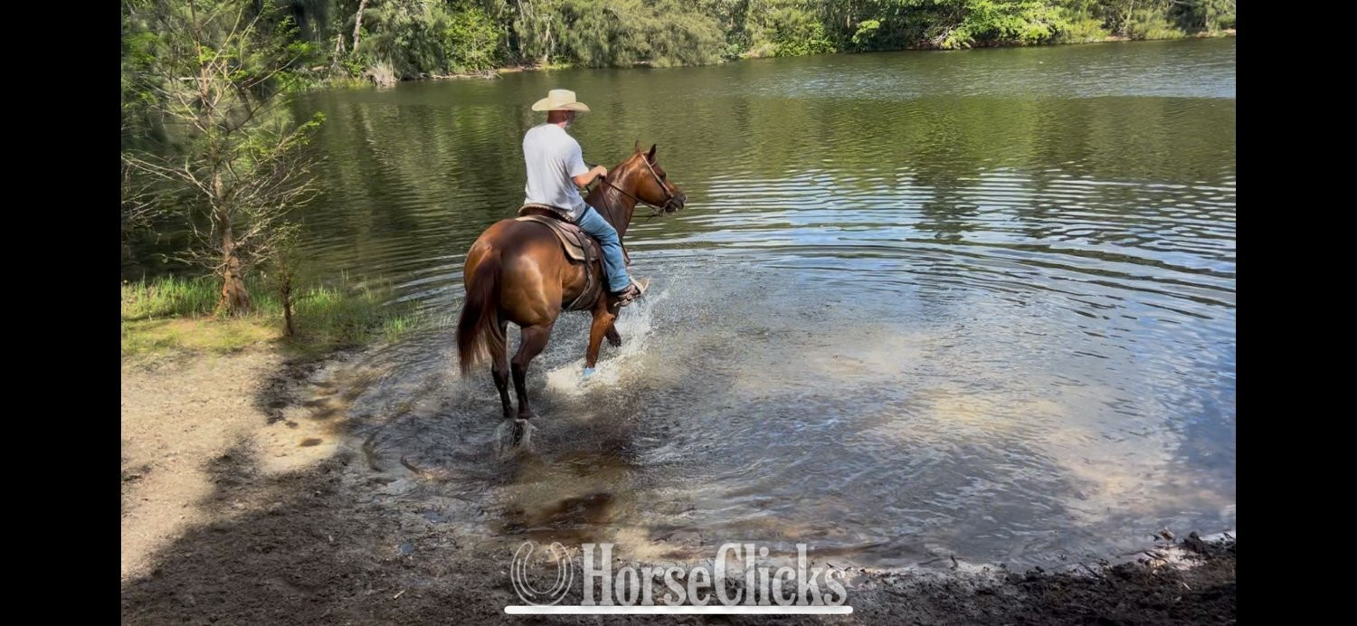 Quarter Horse - "Mike Tyson " Sorrel Gelding Quarter Horse