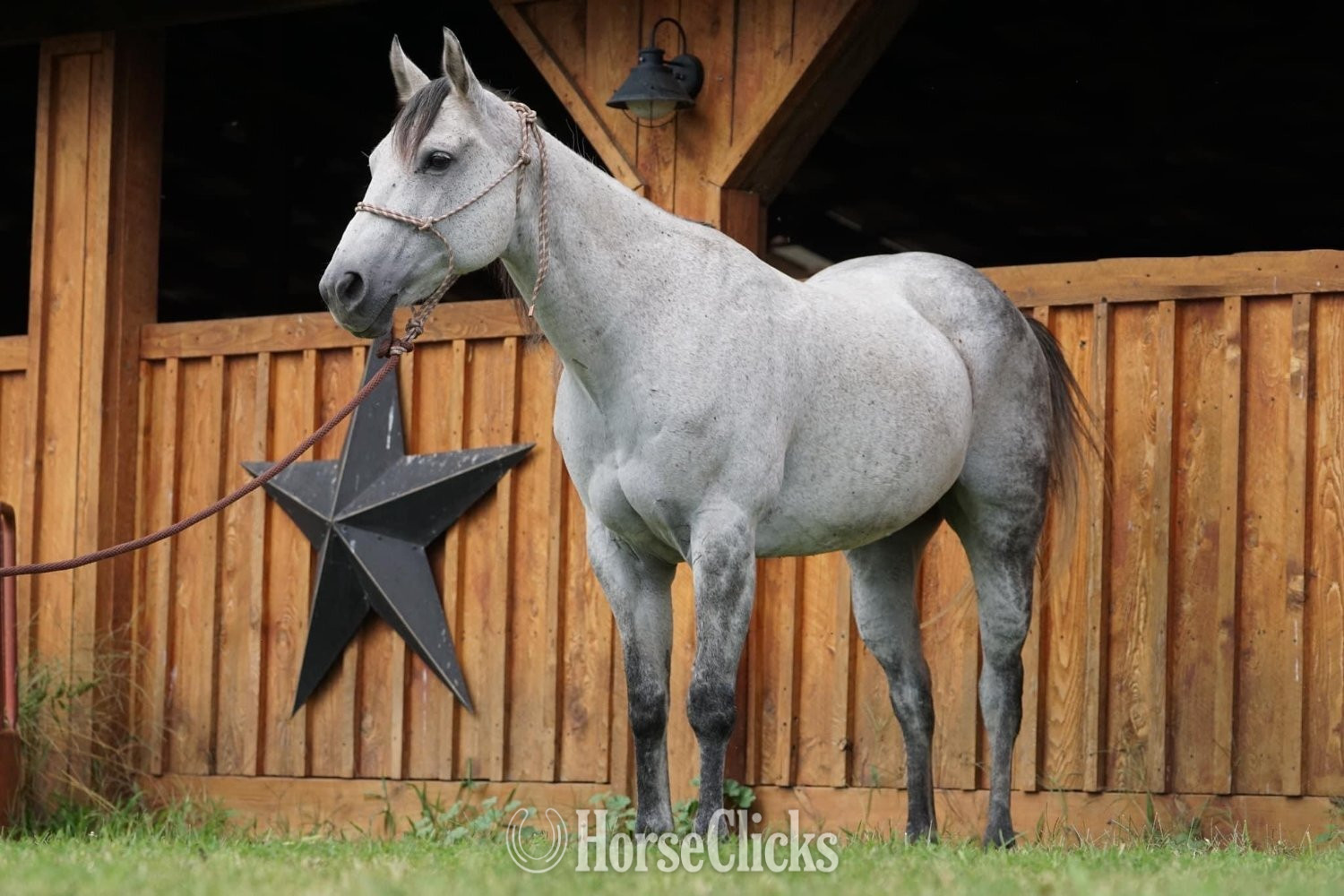 "Ivory" Grey Mare Quarter Horse in New Jersey