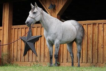 "Ivory" Grey Mare Quarter Horse