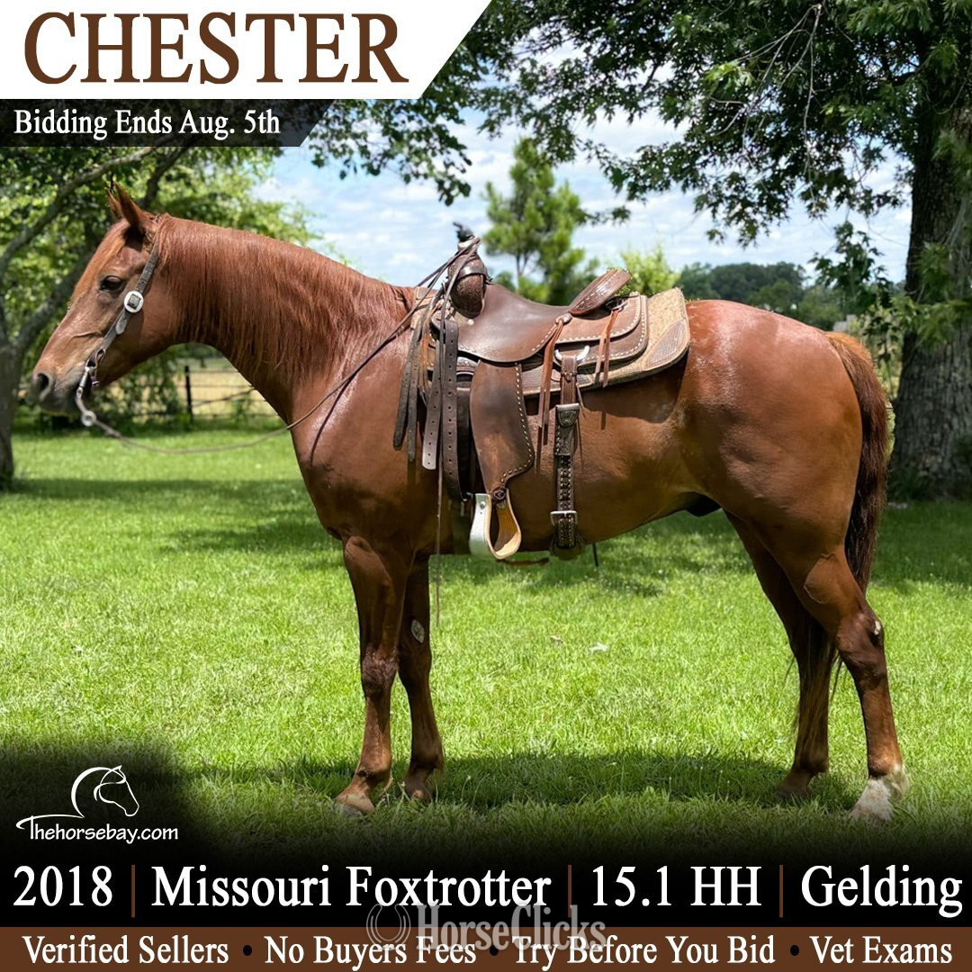 "Chester" Sorrel Gelding Missouri Fox Trotter in Missouri