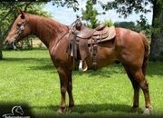 "Chester" Sorrel Gelding Missouri Fox Trotter