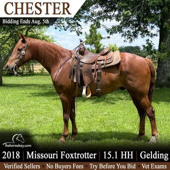 "Chester" Sorrel Gelding Missouri Fox Trotter