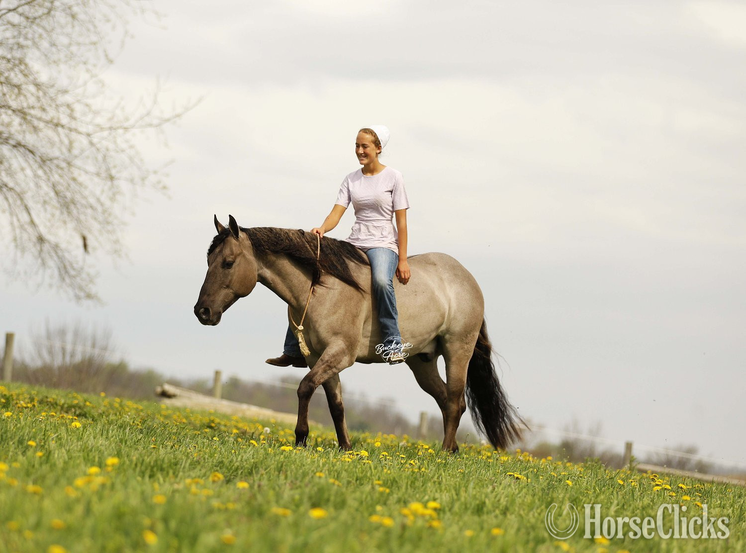 "Sandy" Grullo Gelding Quarter Horse in Ohio