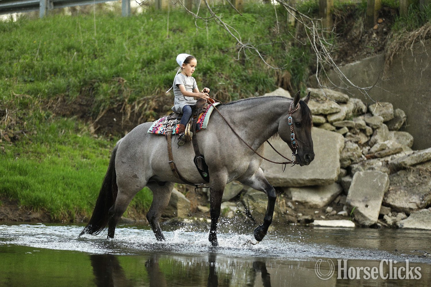 "Sandy" Grullo Gelding Quarter Horse