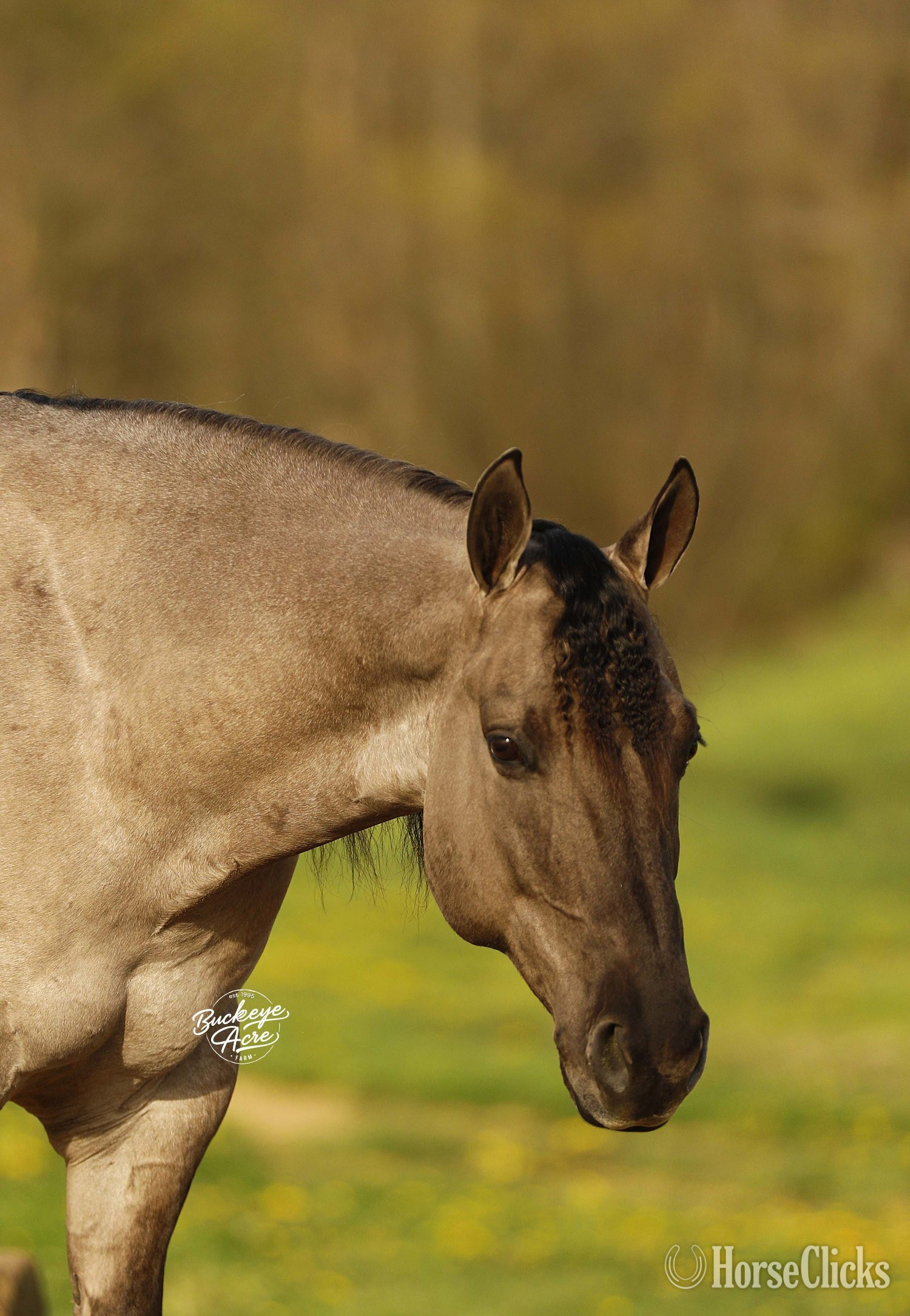 Ohio "Sandy" Grullo Gelding Quarter Horse