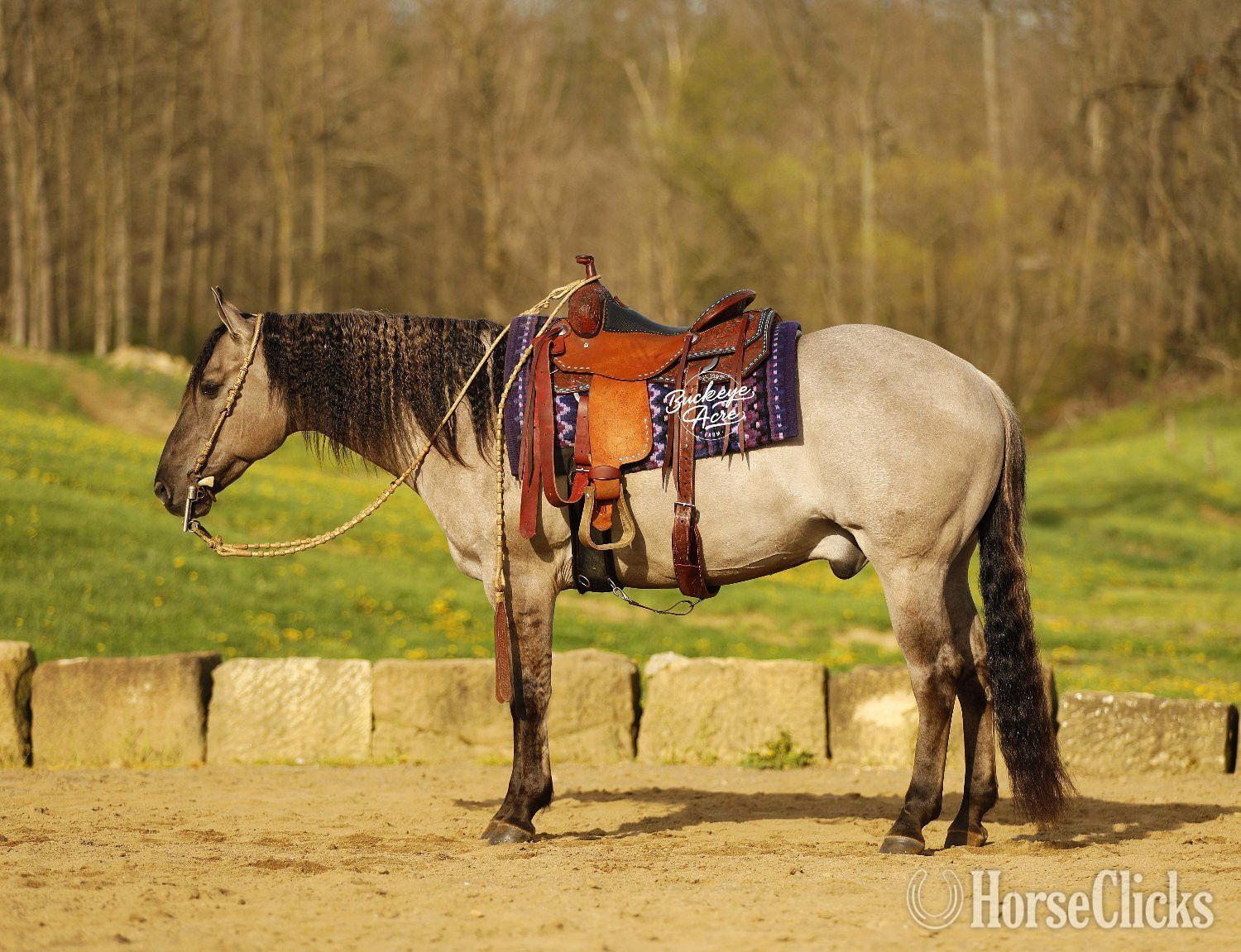 "Sandy" Grullo Gelding Quarter Horse - Quarter Horse in Ohio