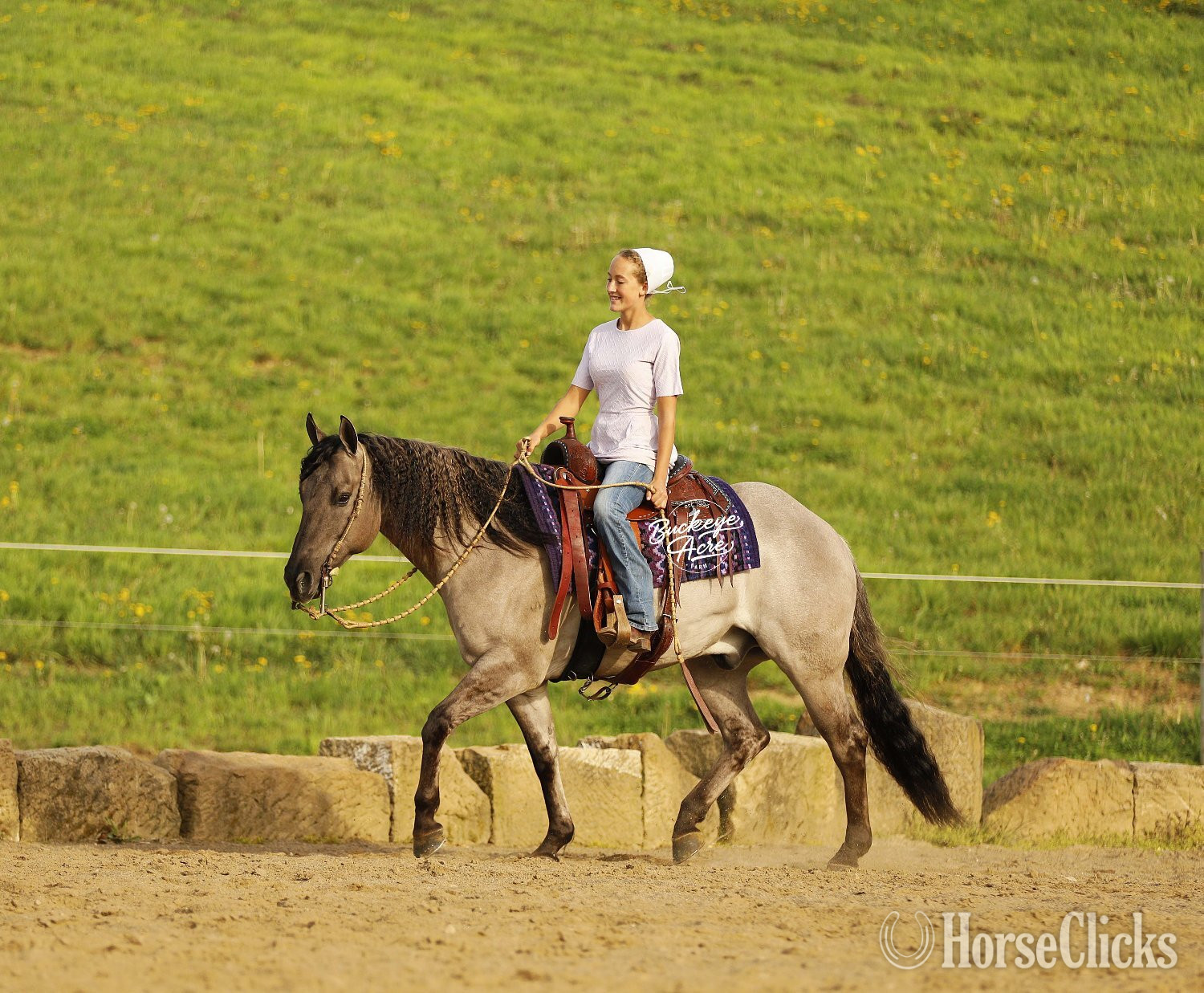"Sandy" Grullo Gelding Quarter Horse - Quarter Horse
