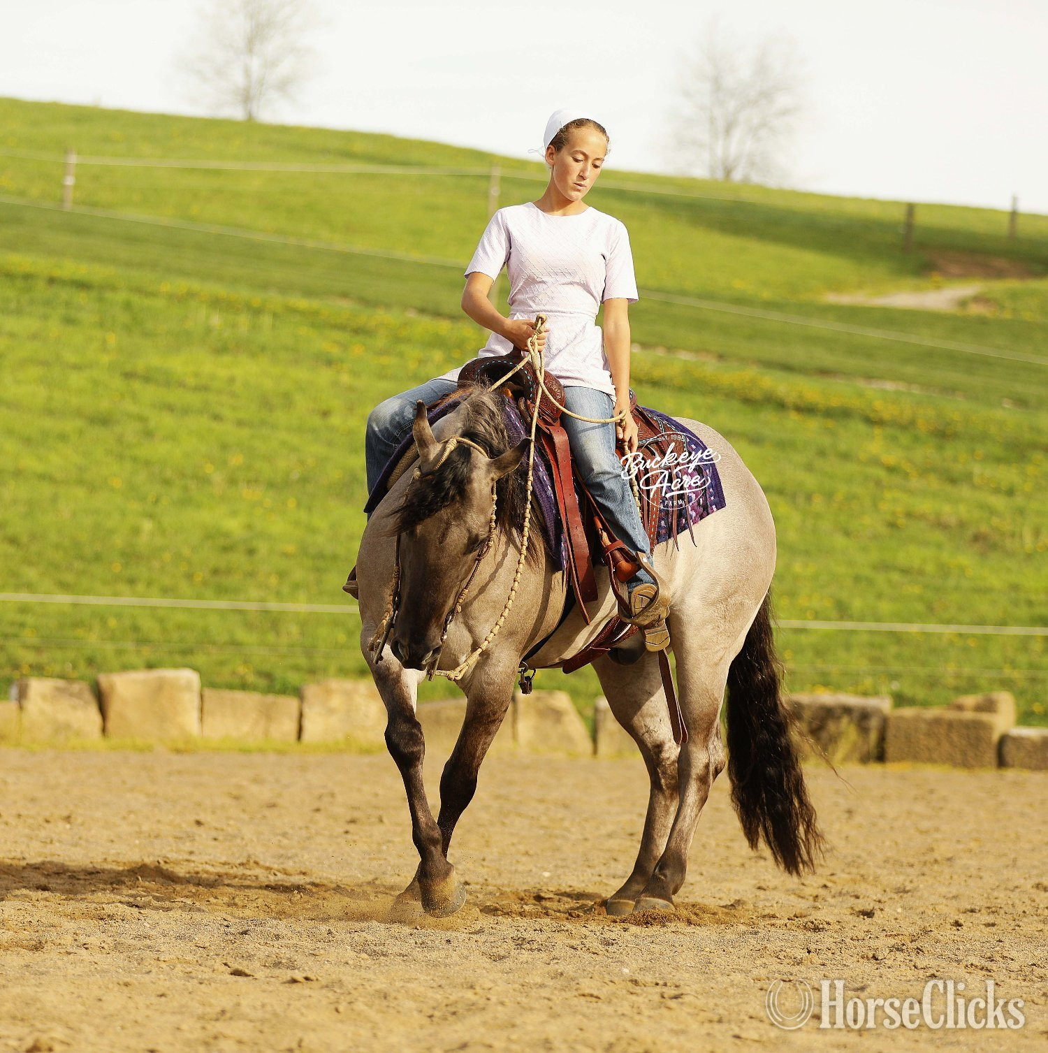 "Sandy" Grullo Gelding Quarter Horse Ohio