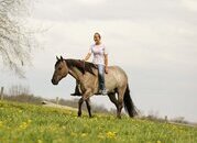 "Sandy" Grullo Gelding Quarter Horse