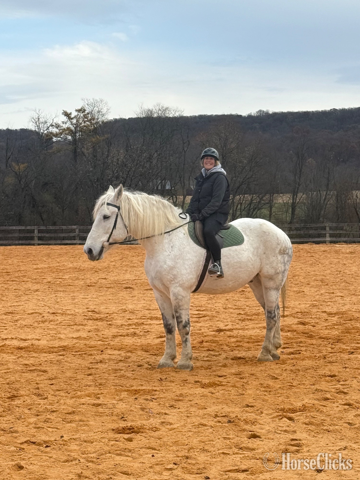 "Maximus" Grey Gelding Percheron