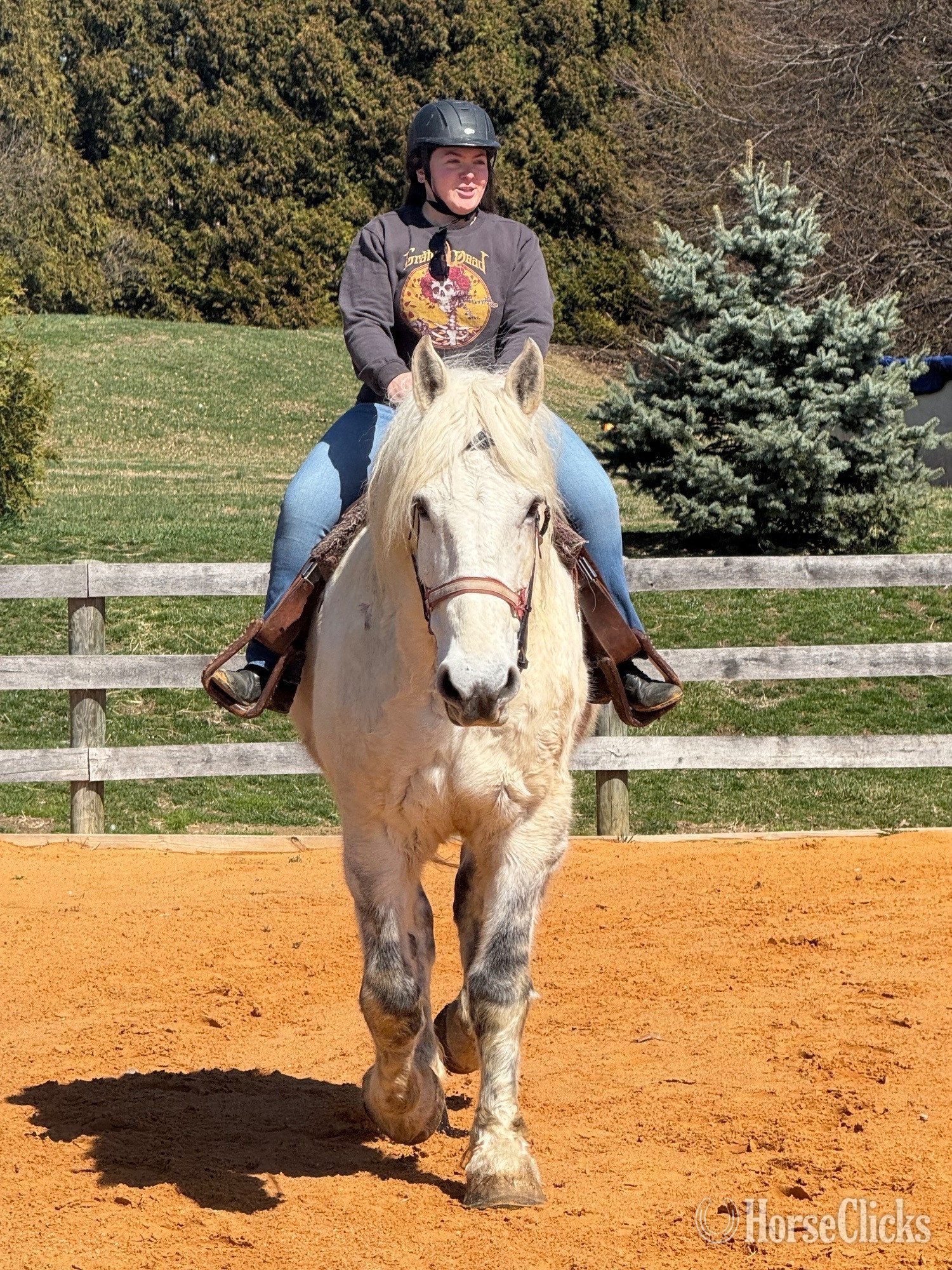 Pennsylvania "Maximus" Grey Gelding Percheron