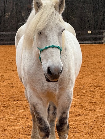 "Maximus" Grey Gelding Percheron