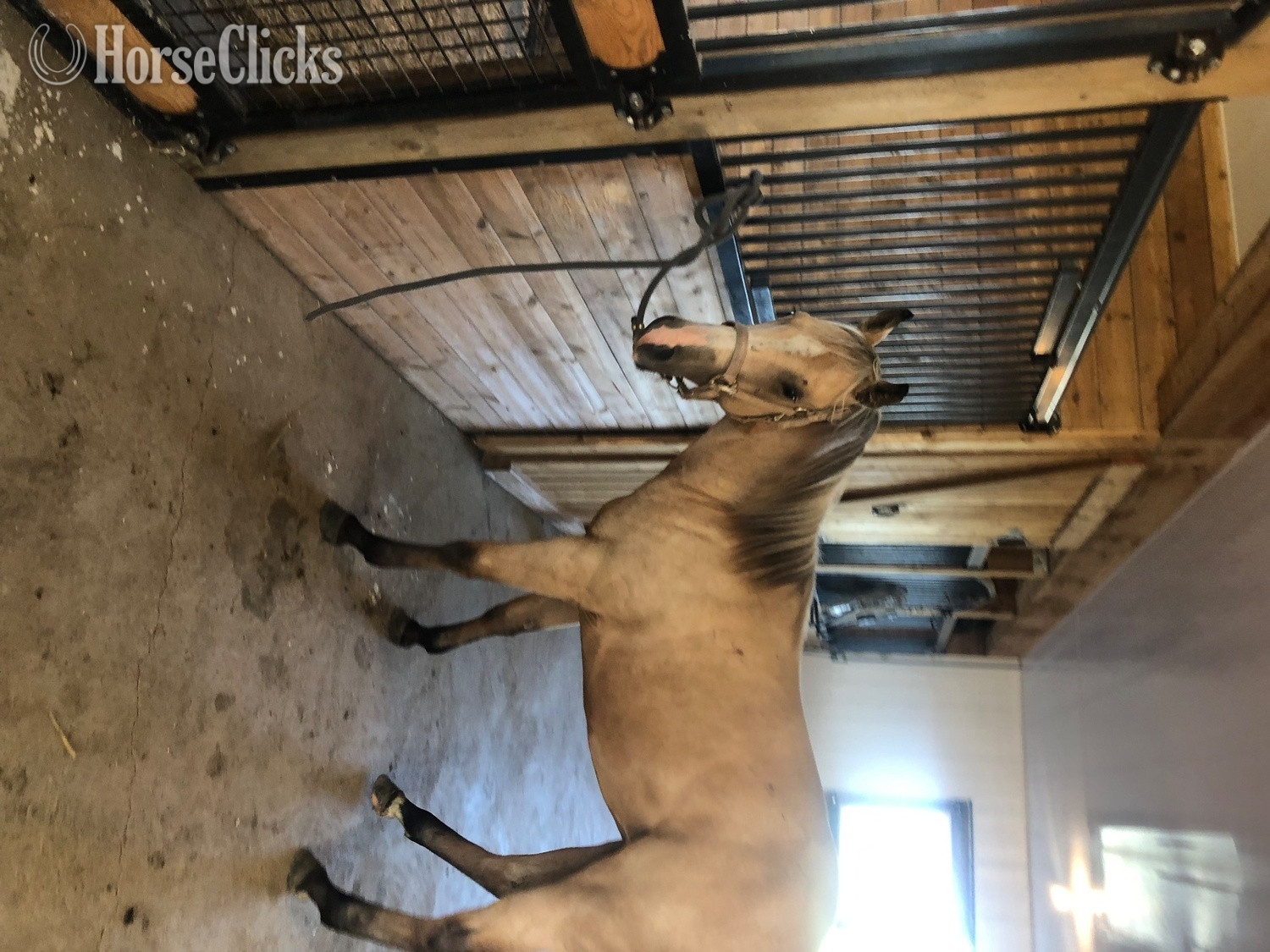 "Vanilla gone wild (Howard)" Buckskin Colt Quarter Horse - Quarter Horse in Ontario