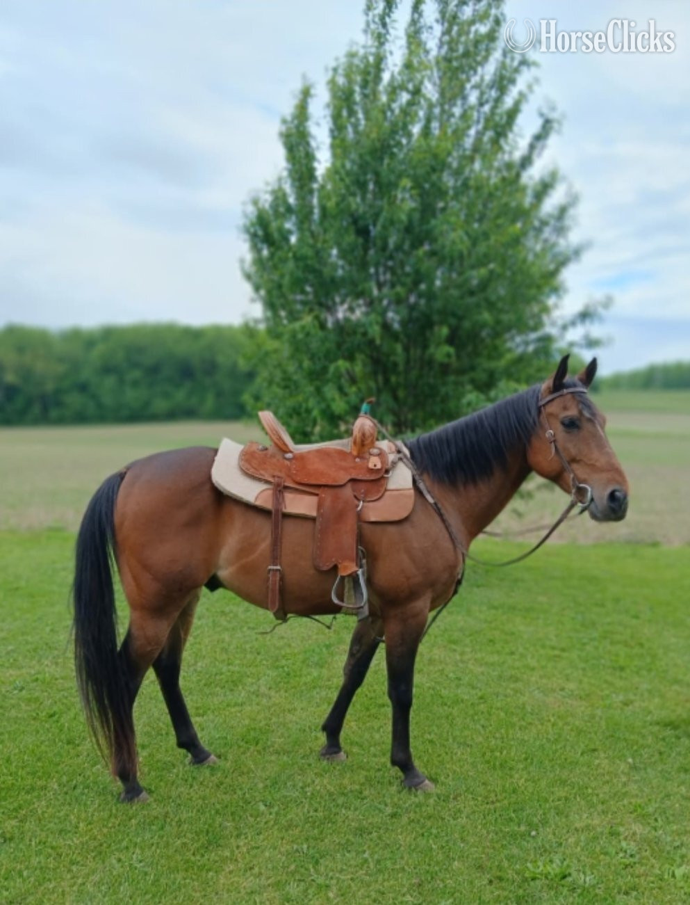 "Riddick" Bay Gelding Quarter Horse in Indiana
