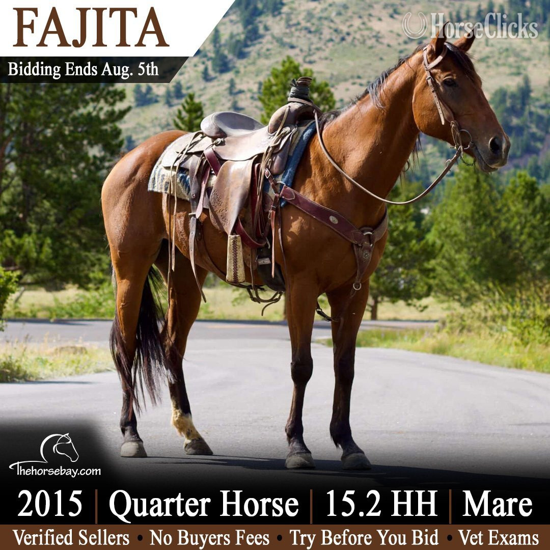 "Fajita" Bay Mare Quarter Horse in Colorado