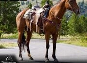 "Fajita" Bay Mare Quarter Horse