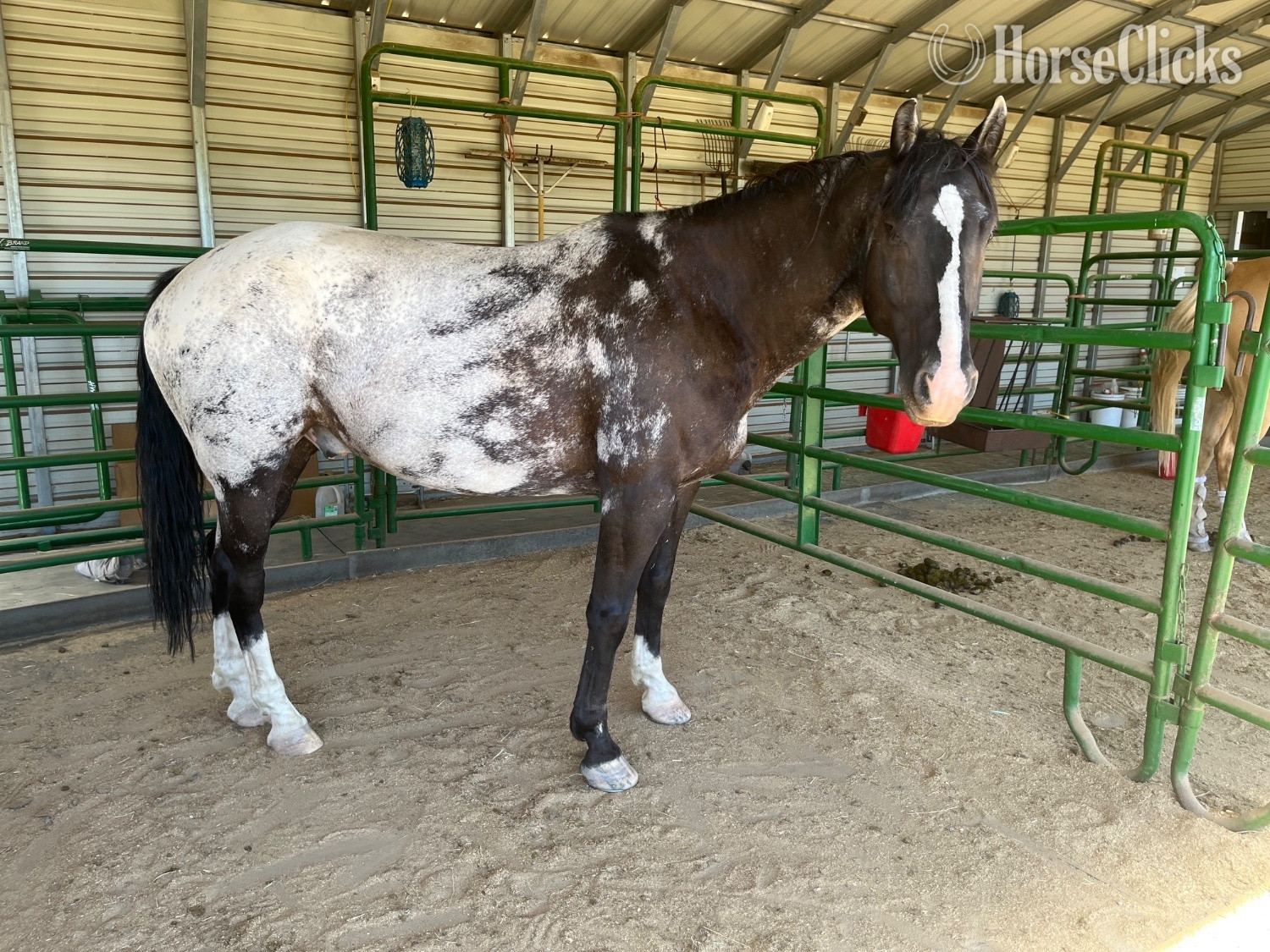 "SHADOW" Silver Dapple Gelding Appaloosa in Colorado