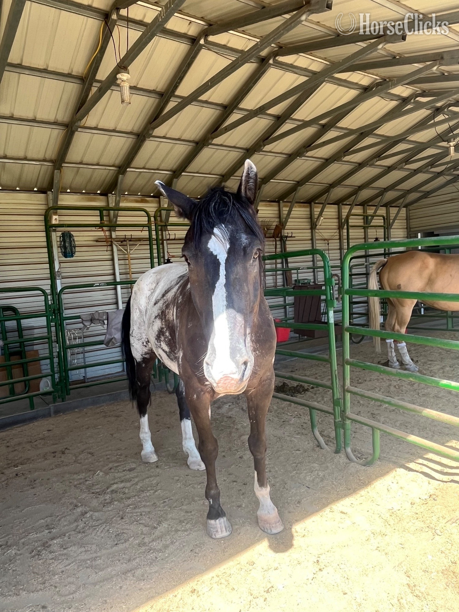 "SHADOW" Silver Dapple Gelding Appaloosa