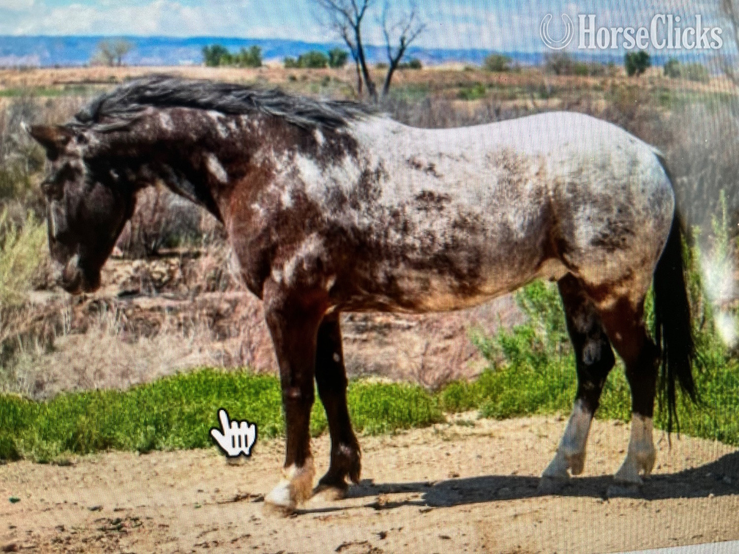 Colorado "SHADOW" Silver Dapple Gelding Appaloosa