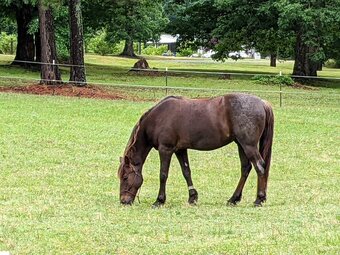 "Boogie" Roan Gelding Kentucky Mountain