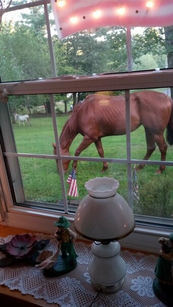 "Max" Bay Gelding Quarter Horse