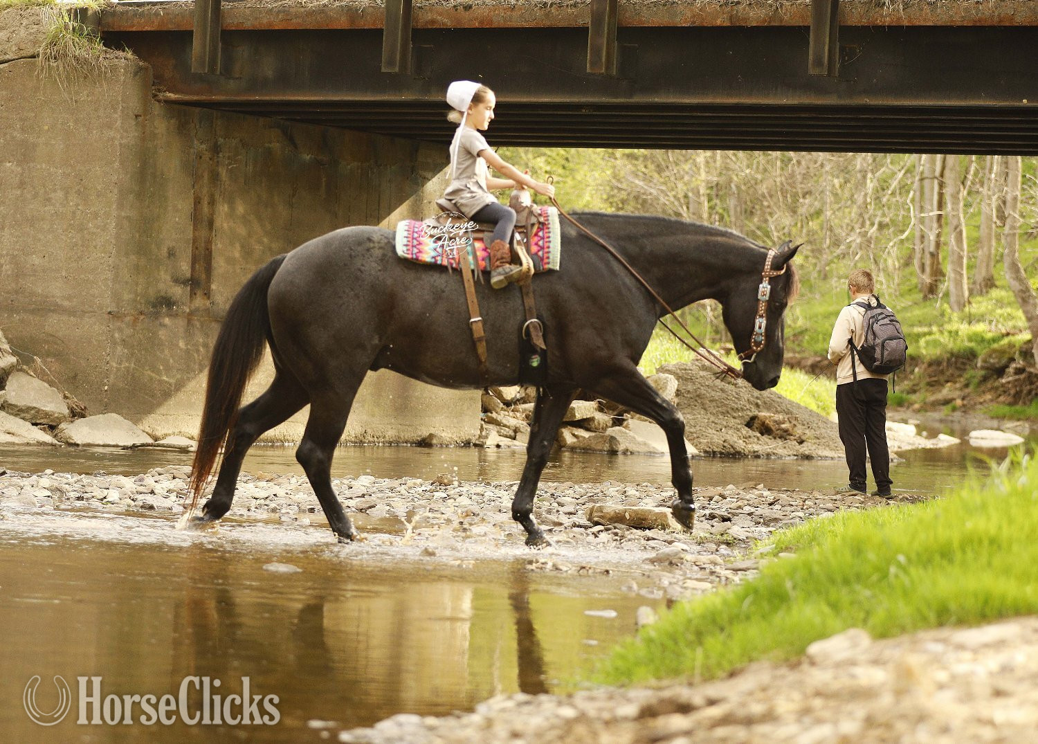 "Truly" Blue Roan Gelding Quarter Horse in Ohio