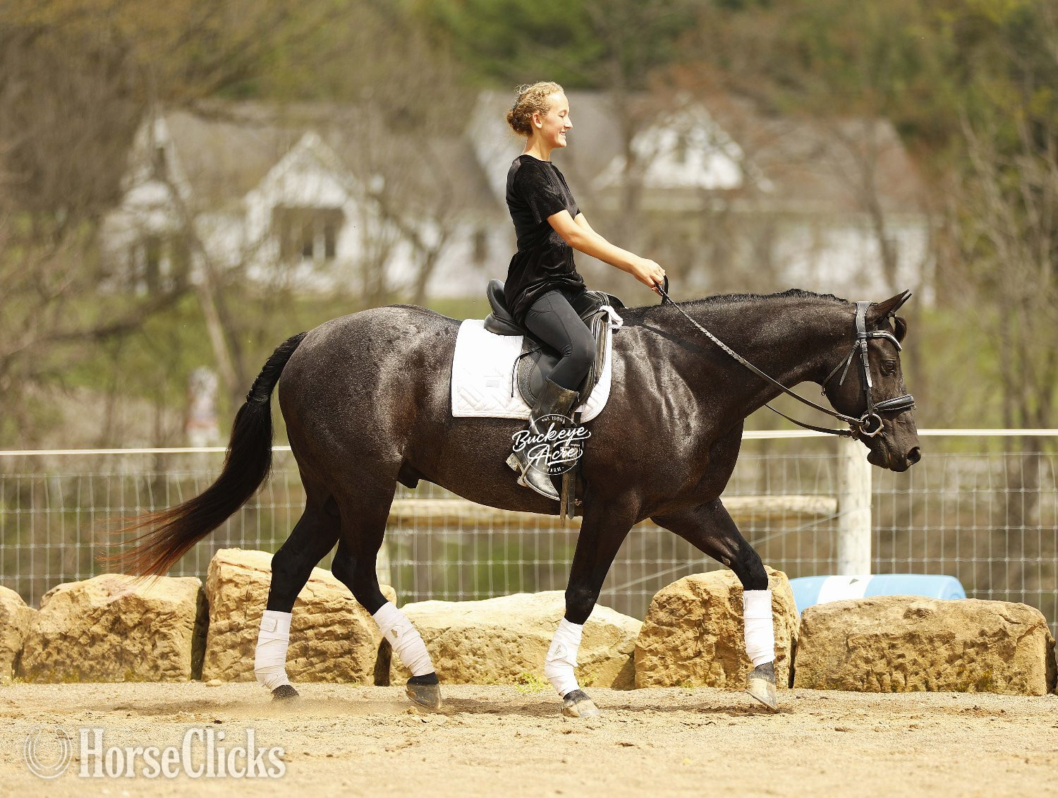 "Truly" Blue Roan Gelding Quarter Horse