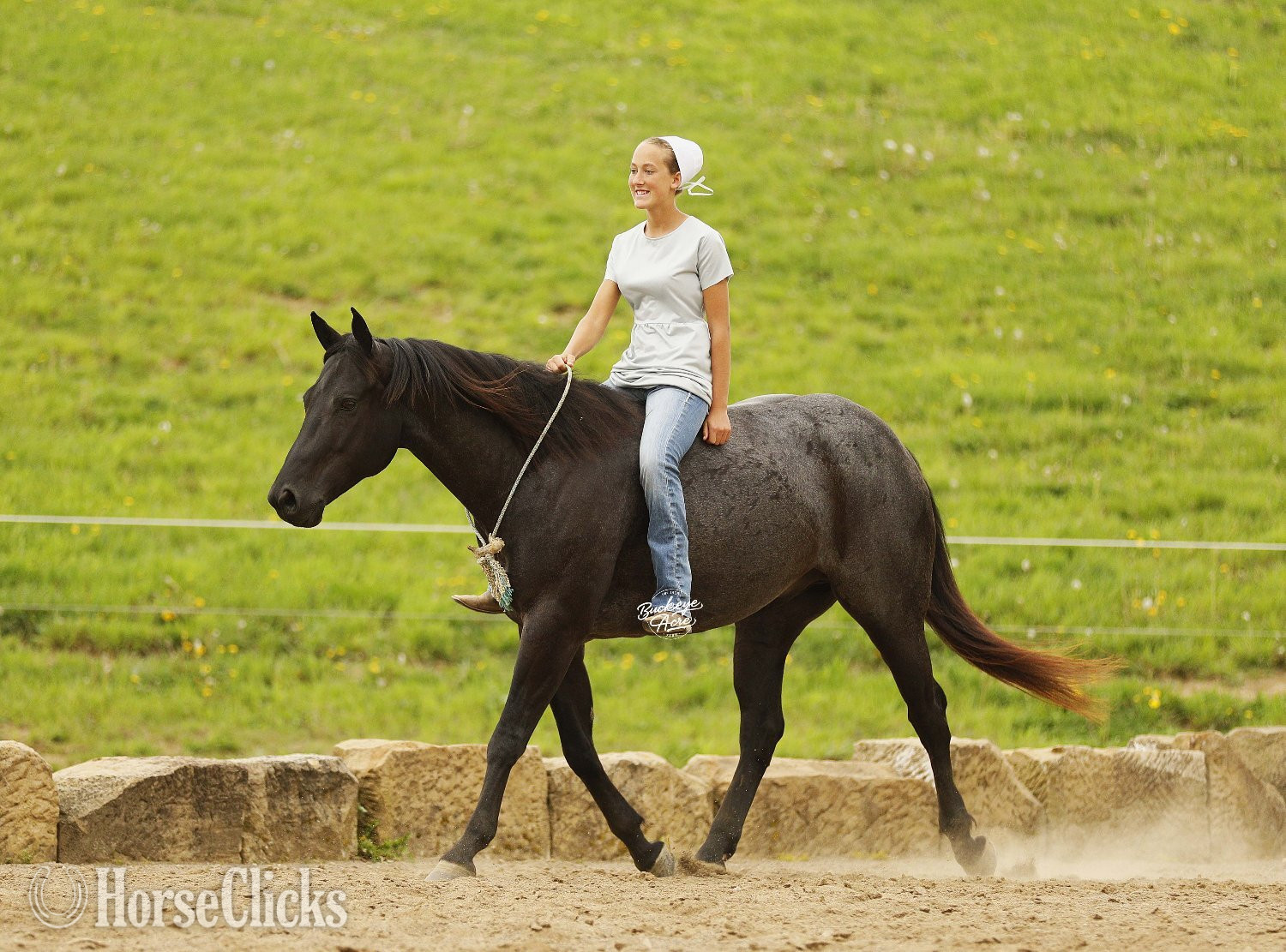 Ohio "Truly" Blue Roan Gelding Quarter Horse